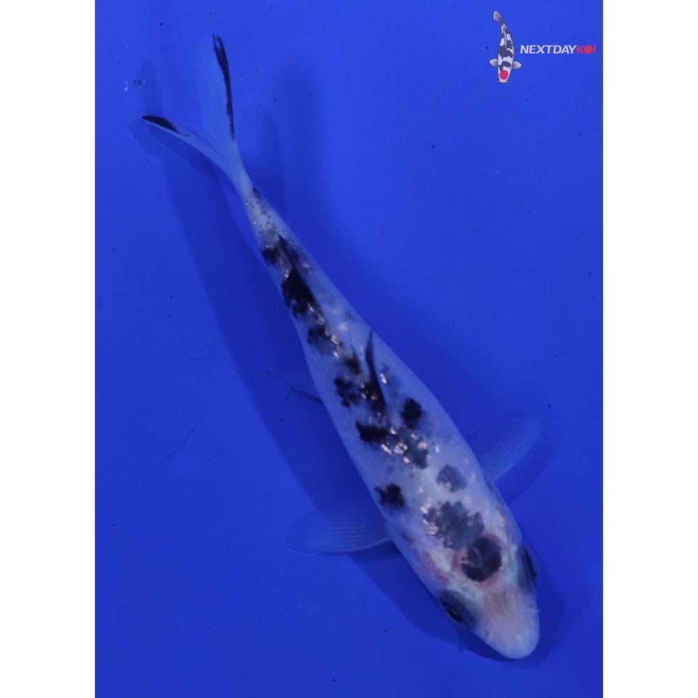 3” Imported Gin Rin Shiro Bekko