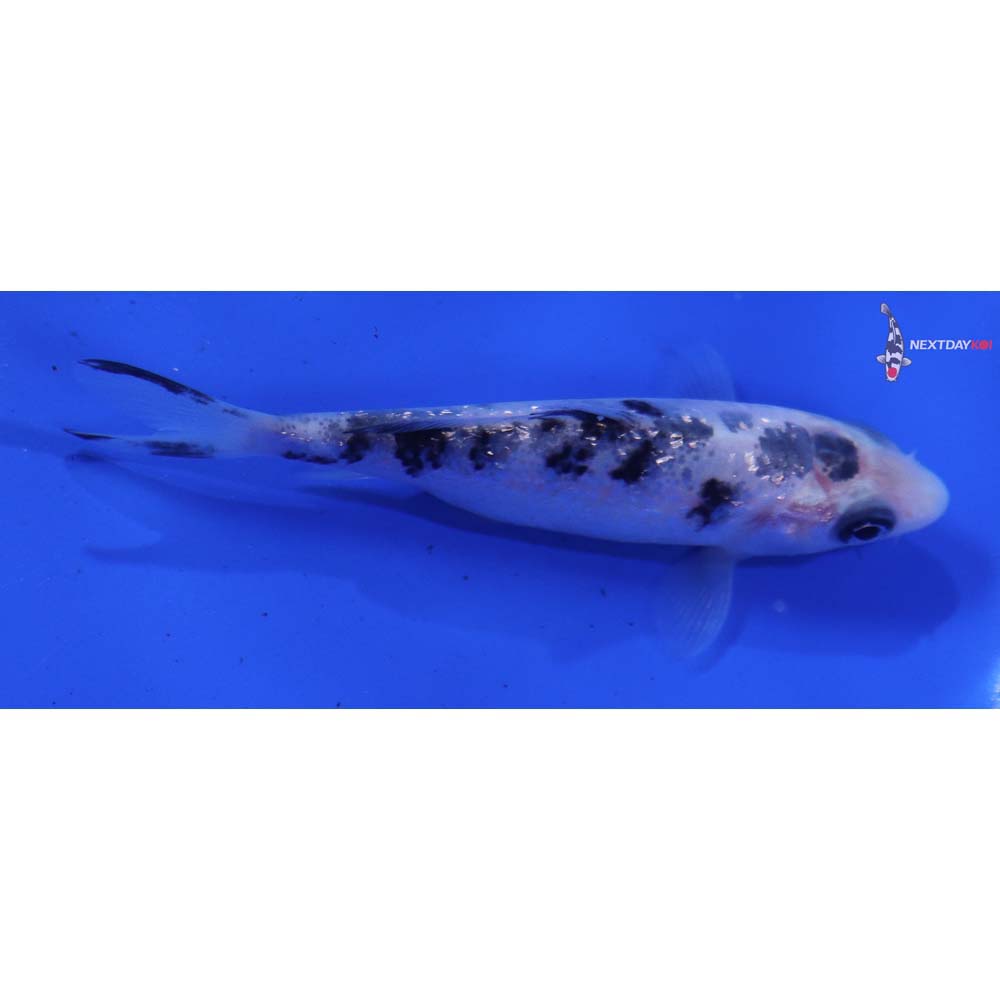 3” Imported Gin Rin Shiro Bekko