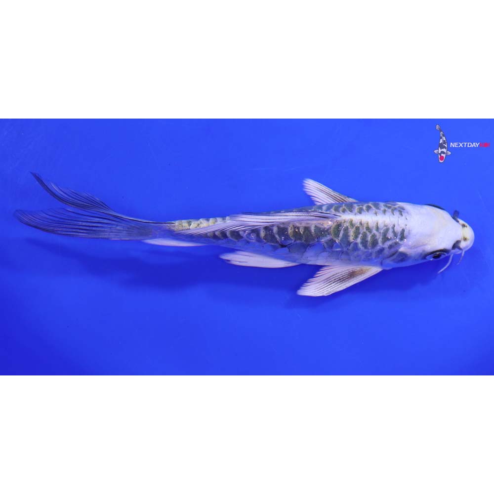 6.5” Imported Armor Scaled Kujaku Butterfly Koi