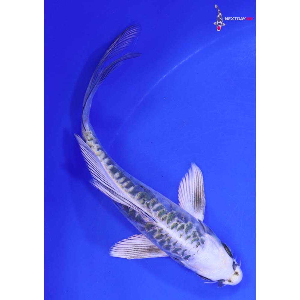 6.5” Imported Armor Scaled Kujaku Butterfly Koi