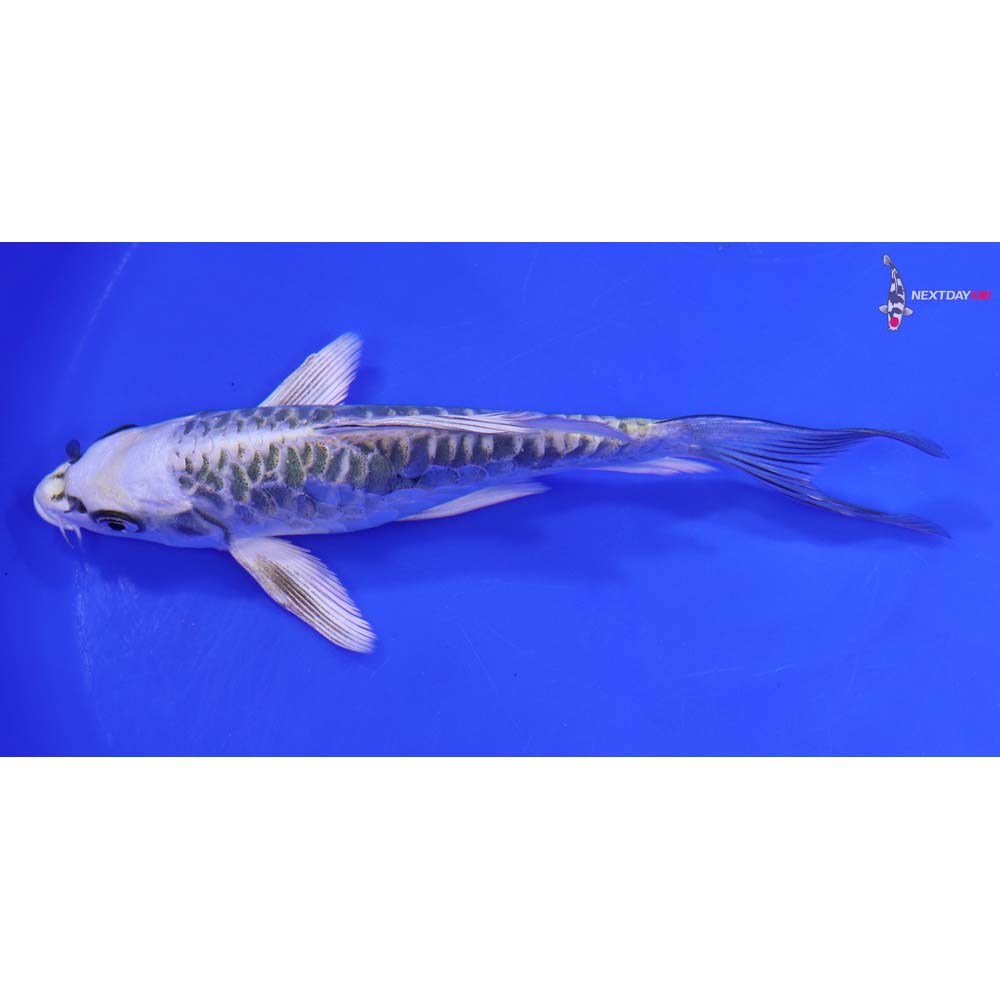 6.5” Imported Armor Scaled Kujaku Butterfly Koi