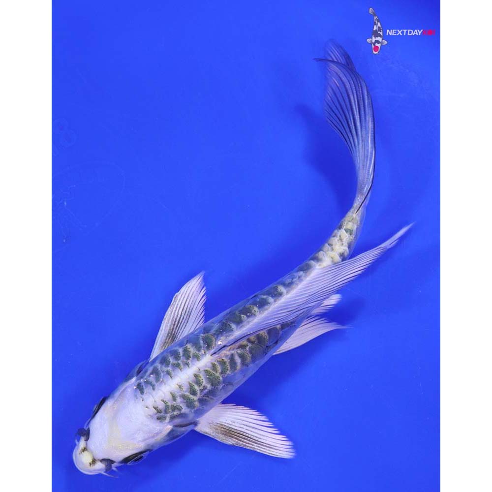 6.5” Imported Armor Scaled Kujaku Butterfly Koi