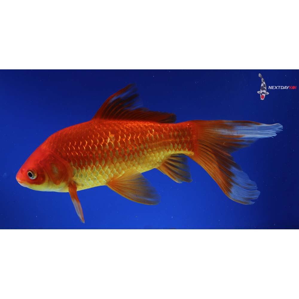 9.5” Imported Red Comet