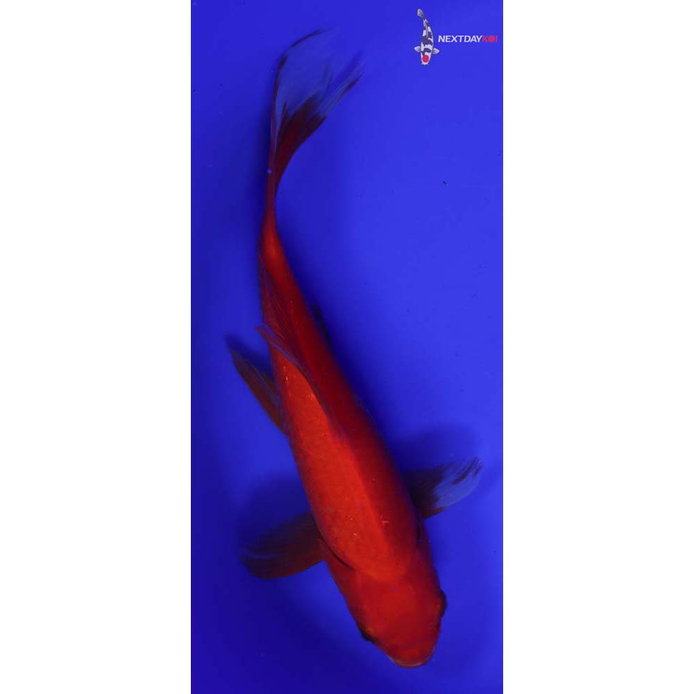 9.5” Imported Red Comet