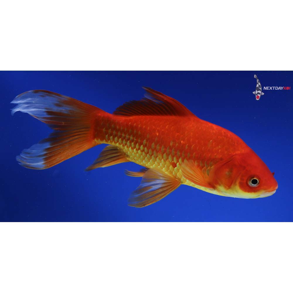 9.5” Imported Red Comet