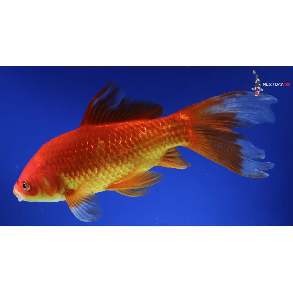 9.5” Imported Red Comet