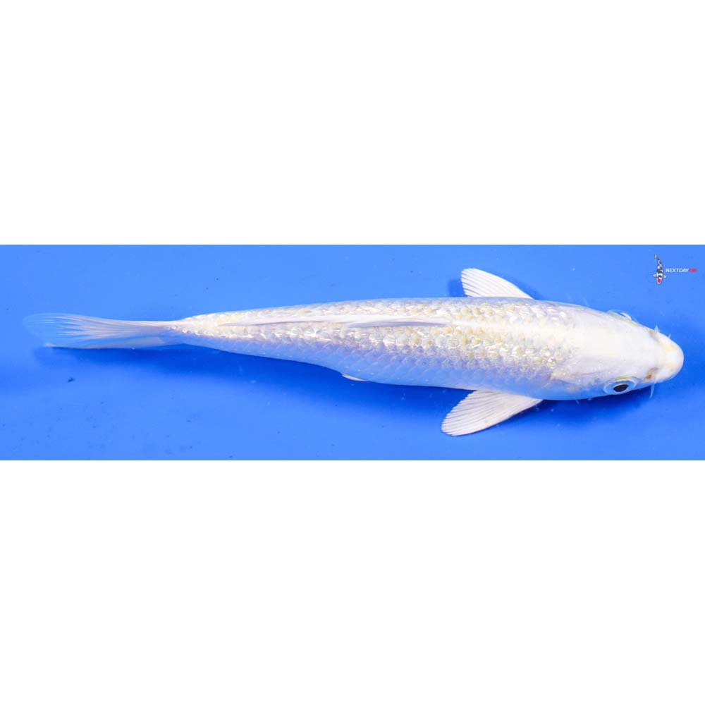 6.5” Imported Gin Rin Lemon Hariwake