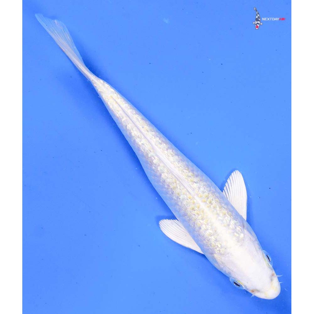 6.5” Imported Gin Rin Lemon Hariwake