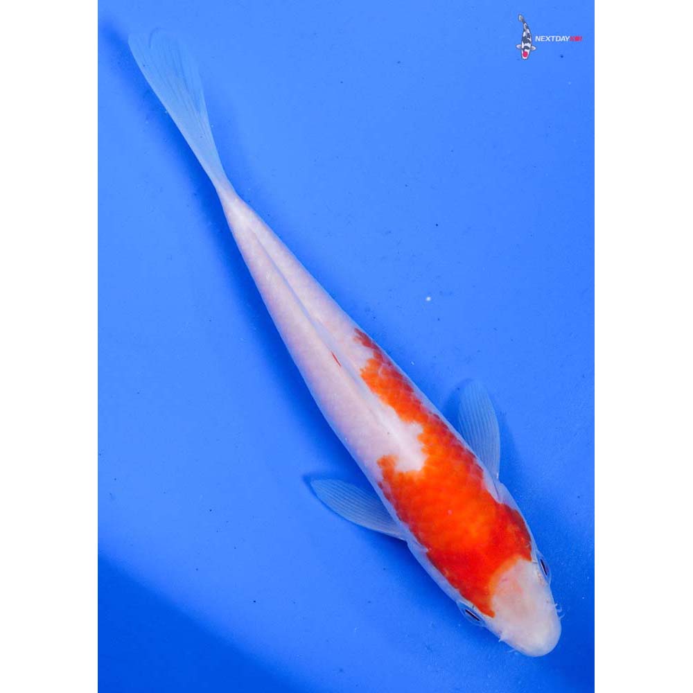 6” Imported Kohaku