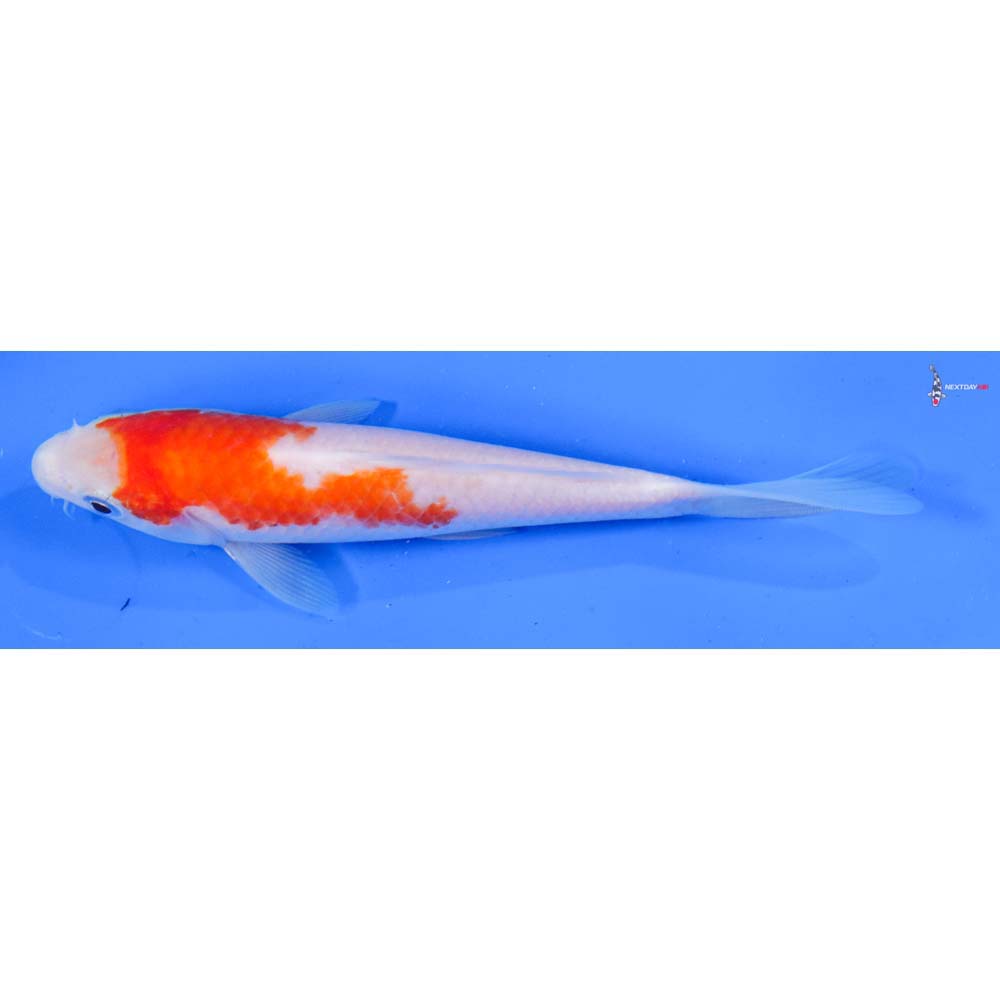 6” Imported Kohaku