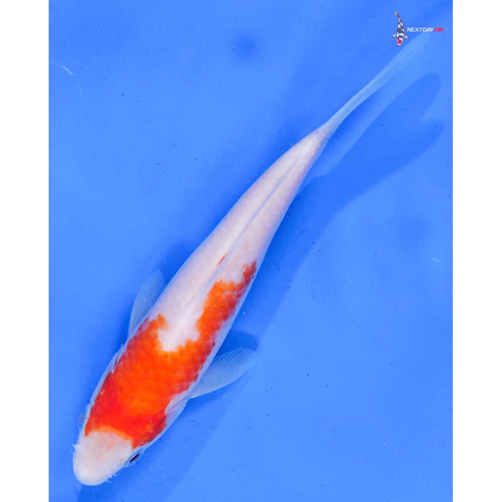 6” Imported Kohaku