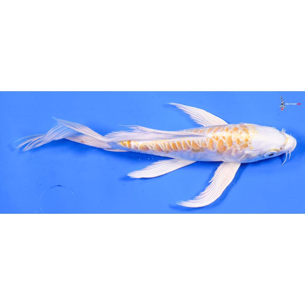 7” Imported Doitsu Lemon Hariwake Butterfly Koi