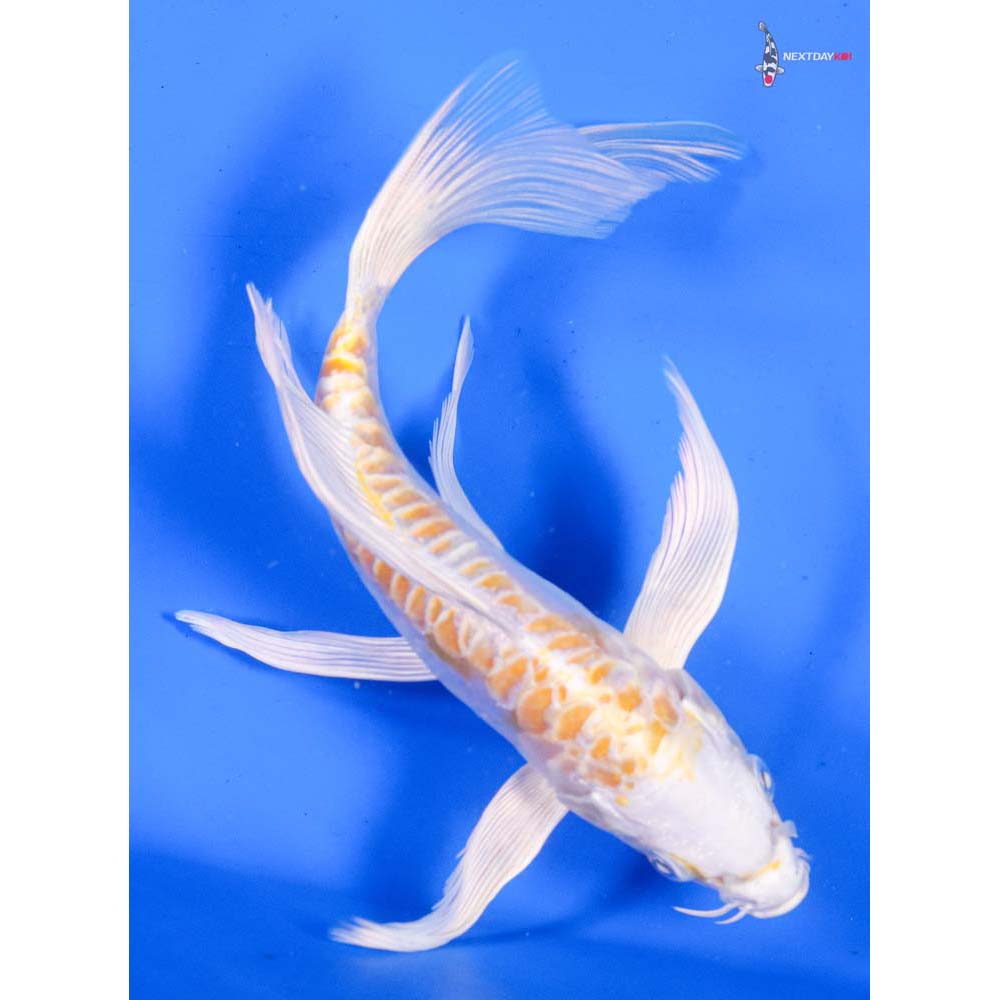 7” Imported Doitsu Lemon Hariwake Butterfly Koi