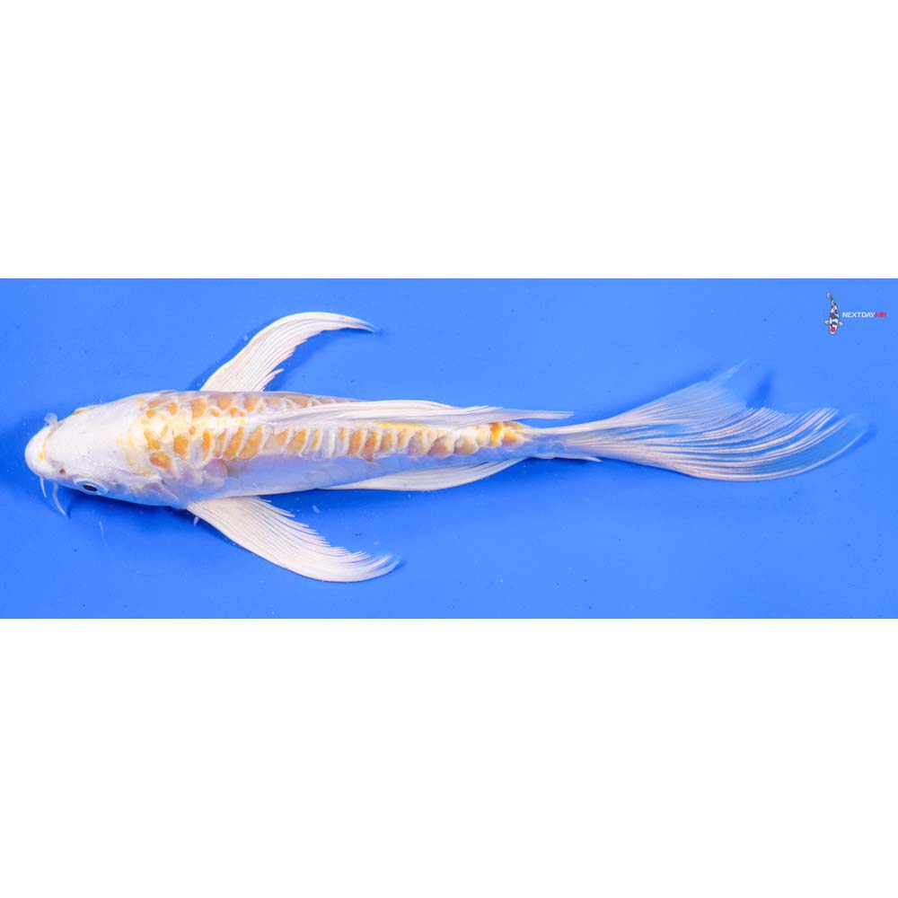 7” Imported Doitsu Lemon Hariwake Butterfly Koi