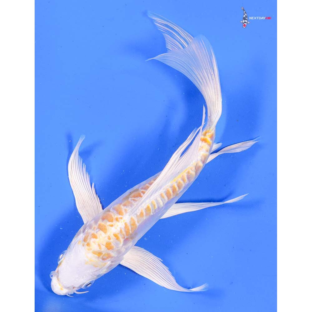 7” Imported Doitsu Lemon Hariwake Butterfly Koi