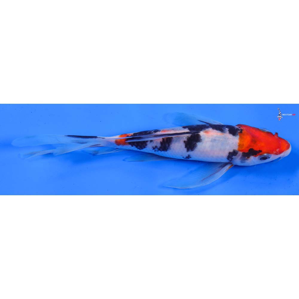 8” Imported Sanke Butterfly Koi