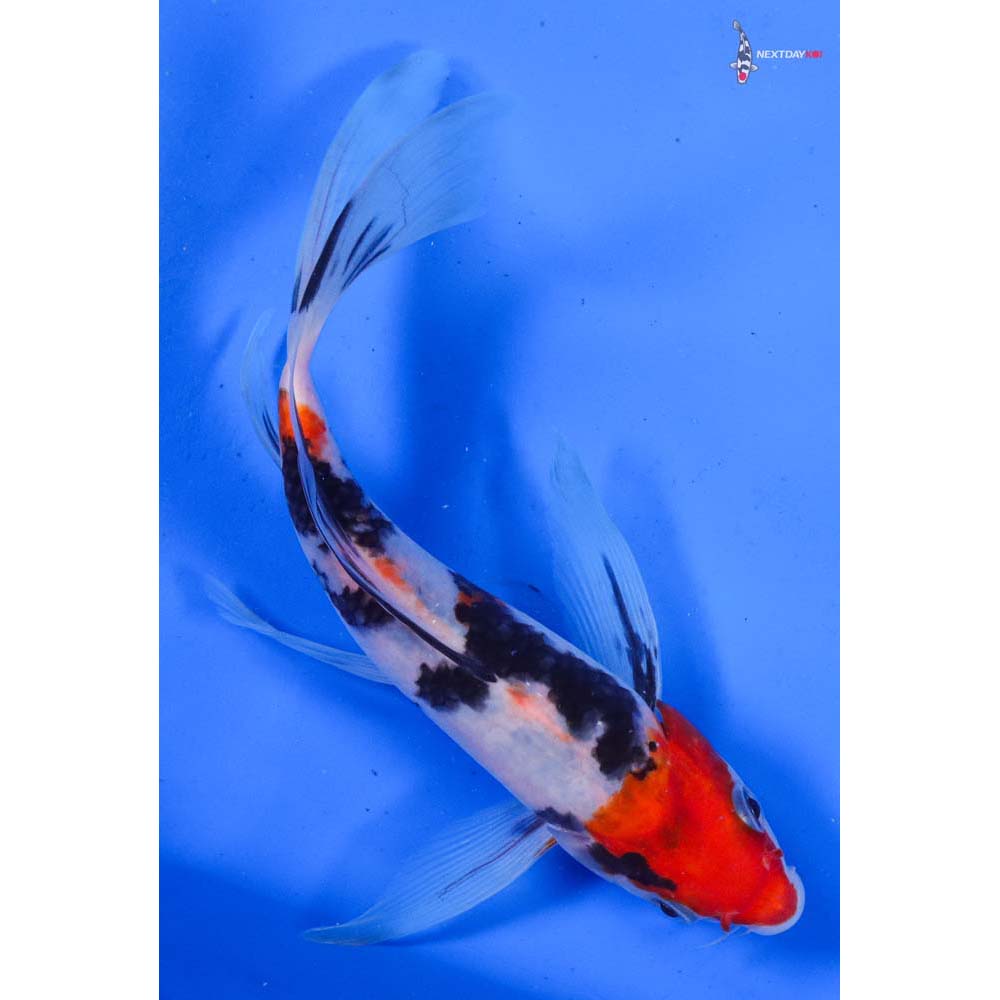 8” Imported Sanke Butterfly Koi