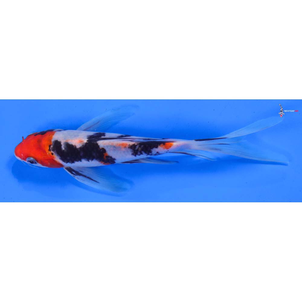 8” Imported Sanke Butterfly Koi