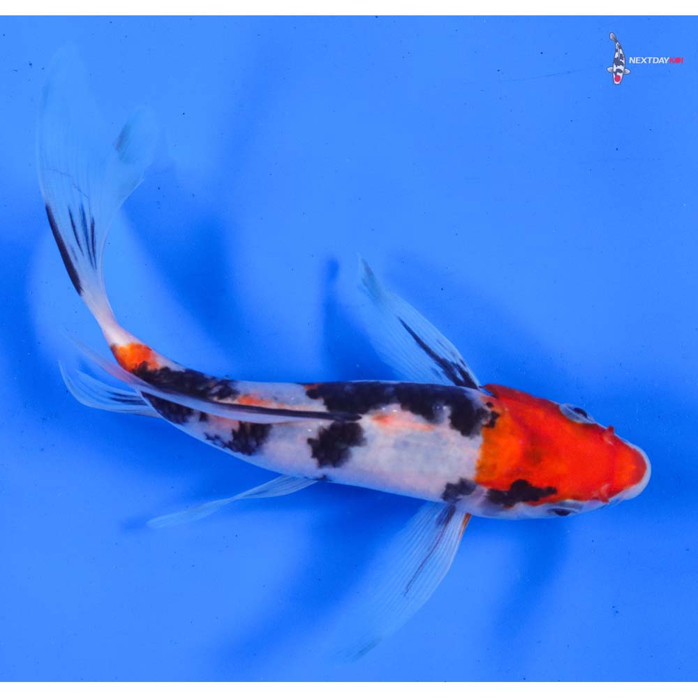 8” Imported Sanke Butterfly Koi