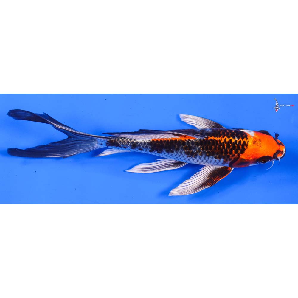 8” Imported Kujaku Butterfly Koi