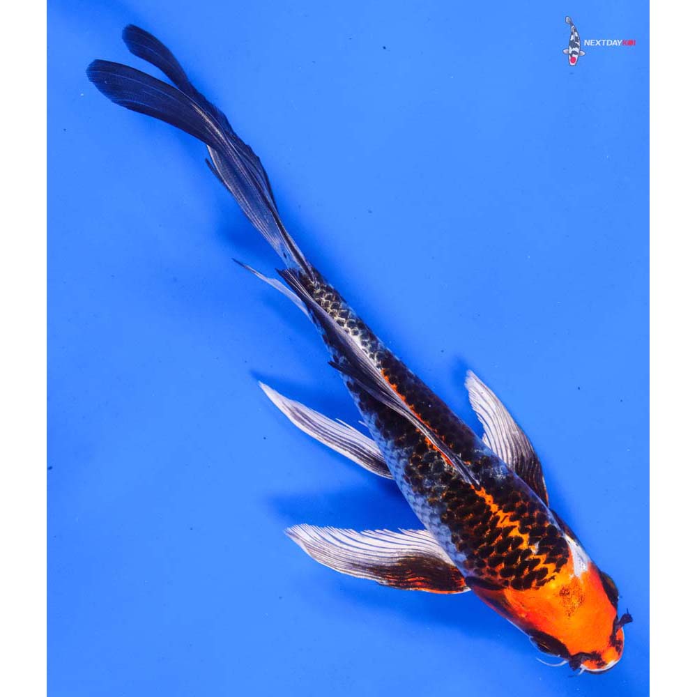 8” Imported Kujaku Butterfly Koi