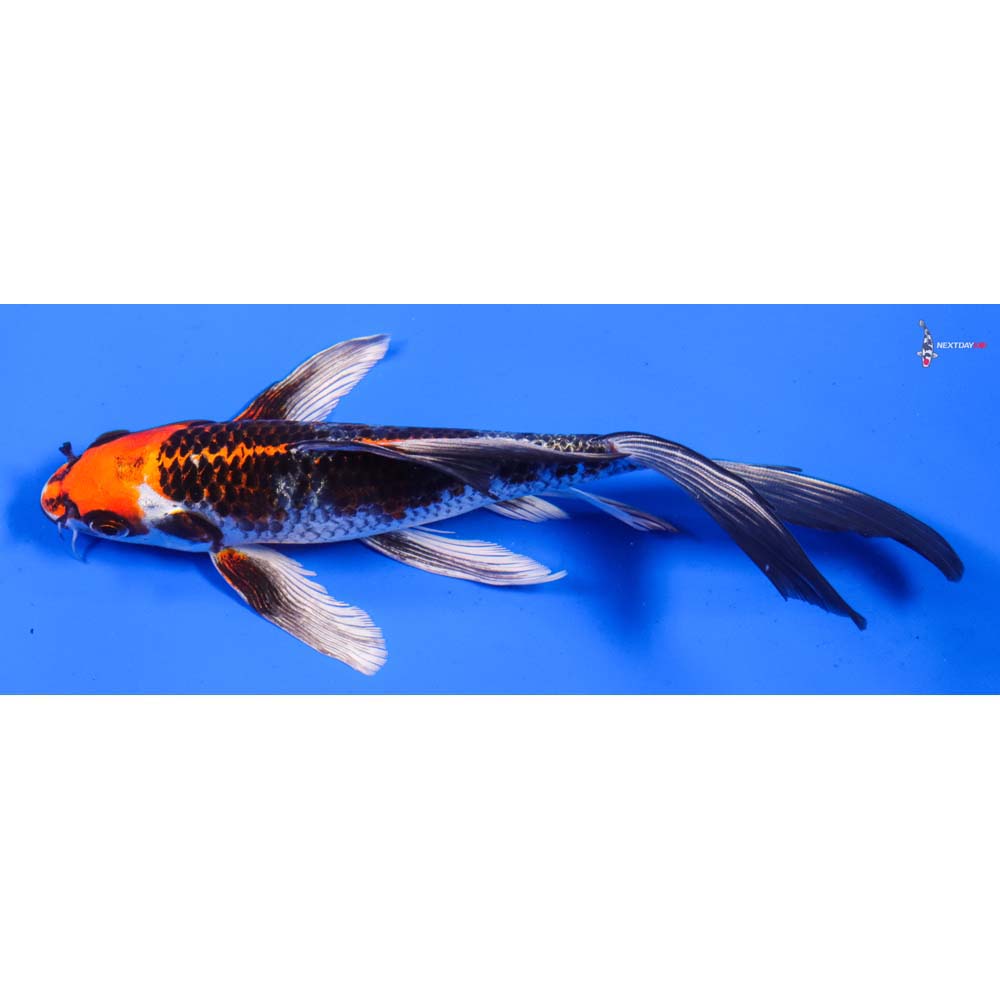 8” Imported Kujaku Butterfly Koi