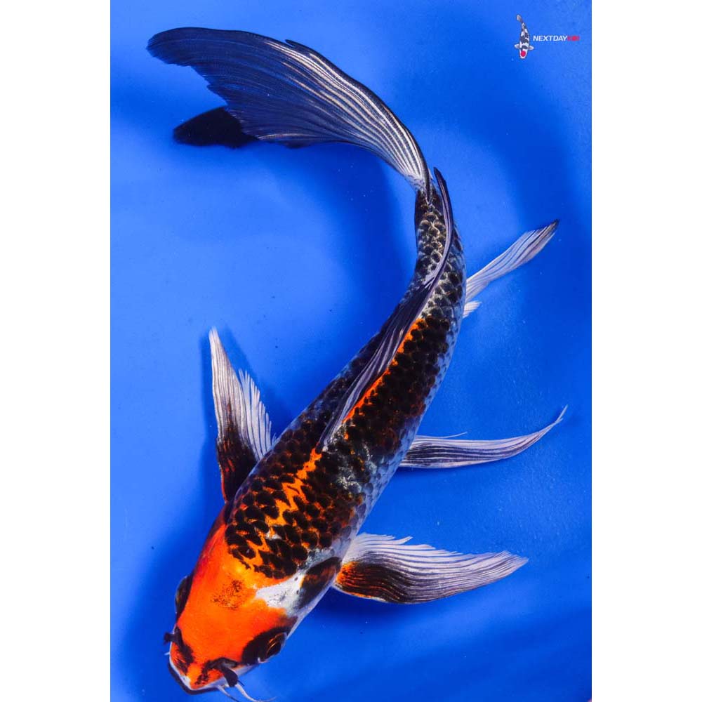 8” Imported Kujaku Butterfly Koi