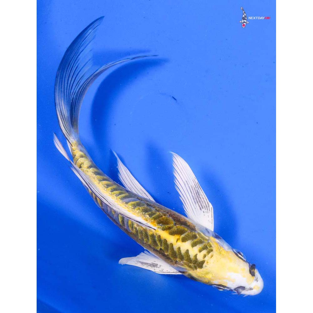 6” Imported Doitsu Kujaku Butterfly Koi