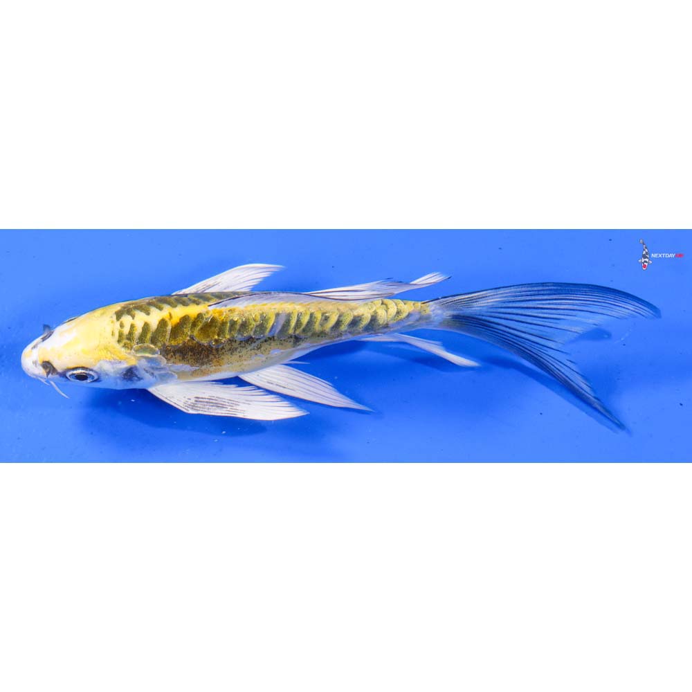 6” Imported Doitsu Kujaku Butterfly Koi