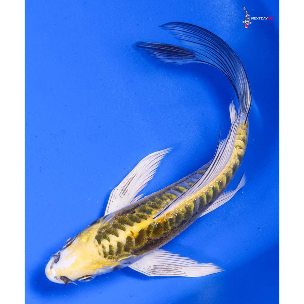 6” Imported Doitsu Kujaku Butterfly Koi