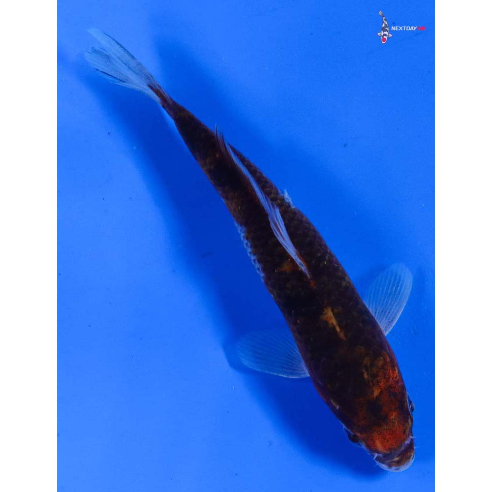 6” Imported Goromo