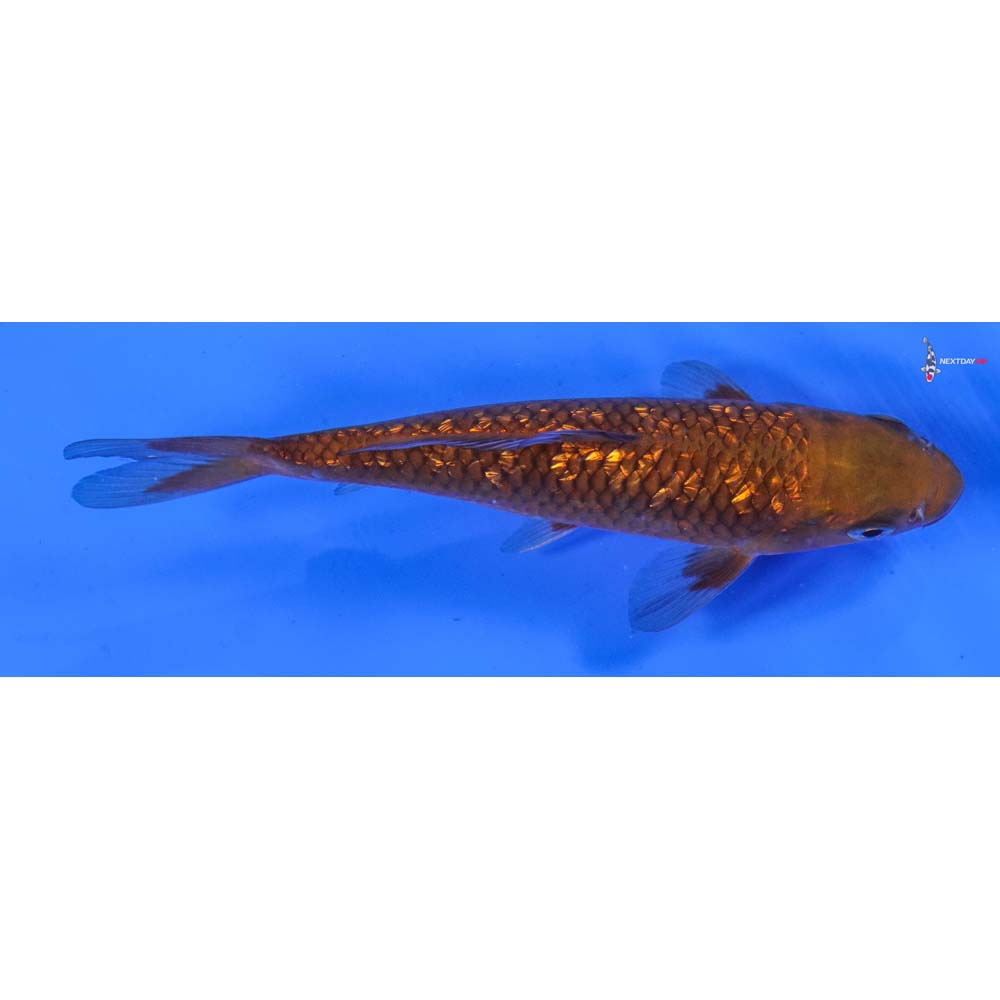 6” Imported Gin Rin Chagoi
