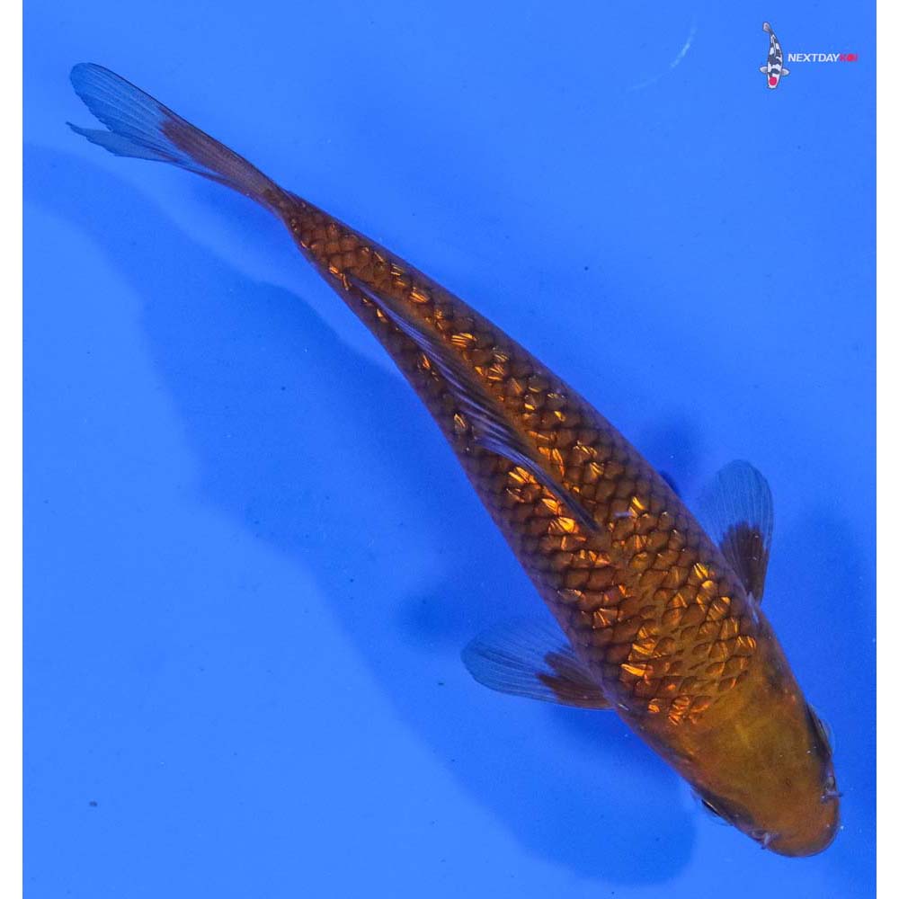 6” Imported Gin Rin Chagoi