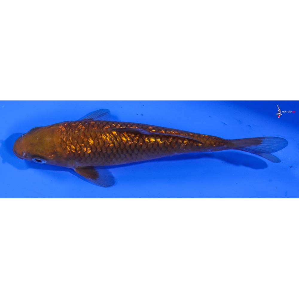 6” Imported Gin Rin Chagoi