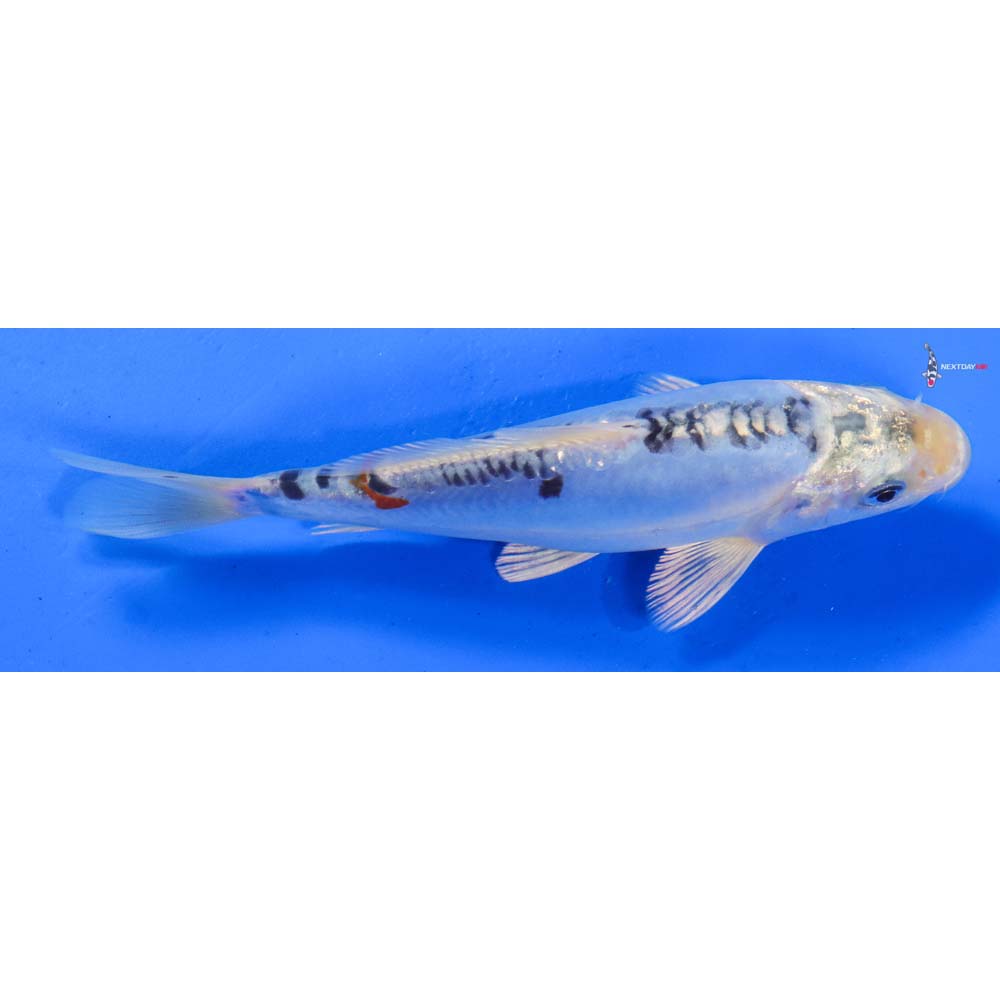 6” Imported Doitsu Blue Kujaku