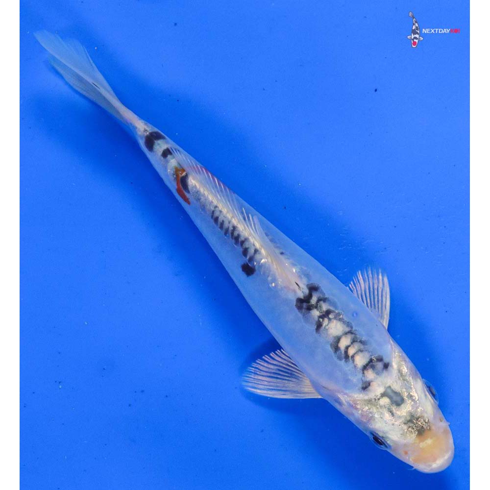 6” Imported Doitsu Blue Kujaku