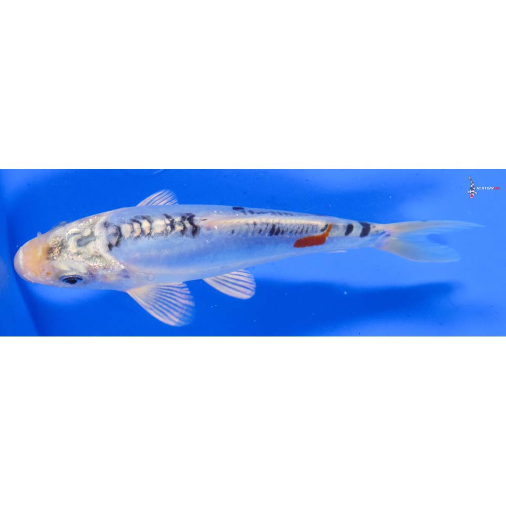 6” Imported Doitsu Blue Kujaku