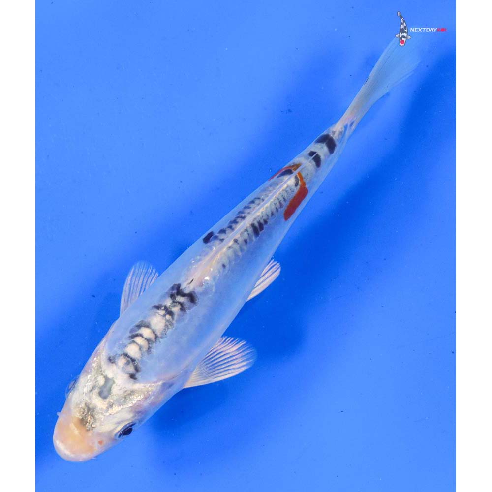 6” Imported Doitsu Blue Kujaku