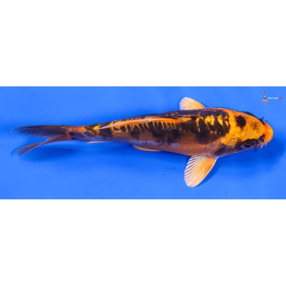 5.5” Imported Doitsu Orenji Matsuba