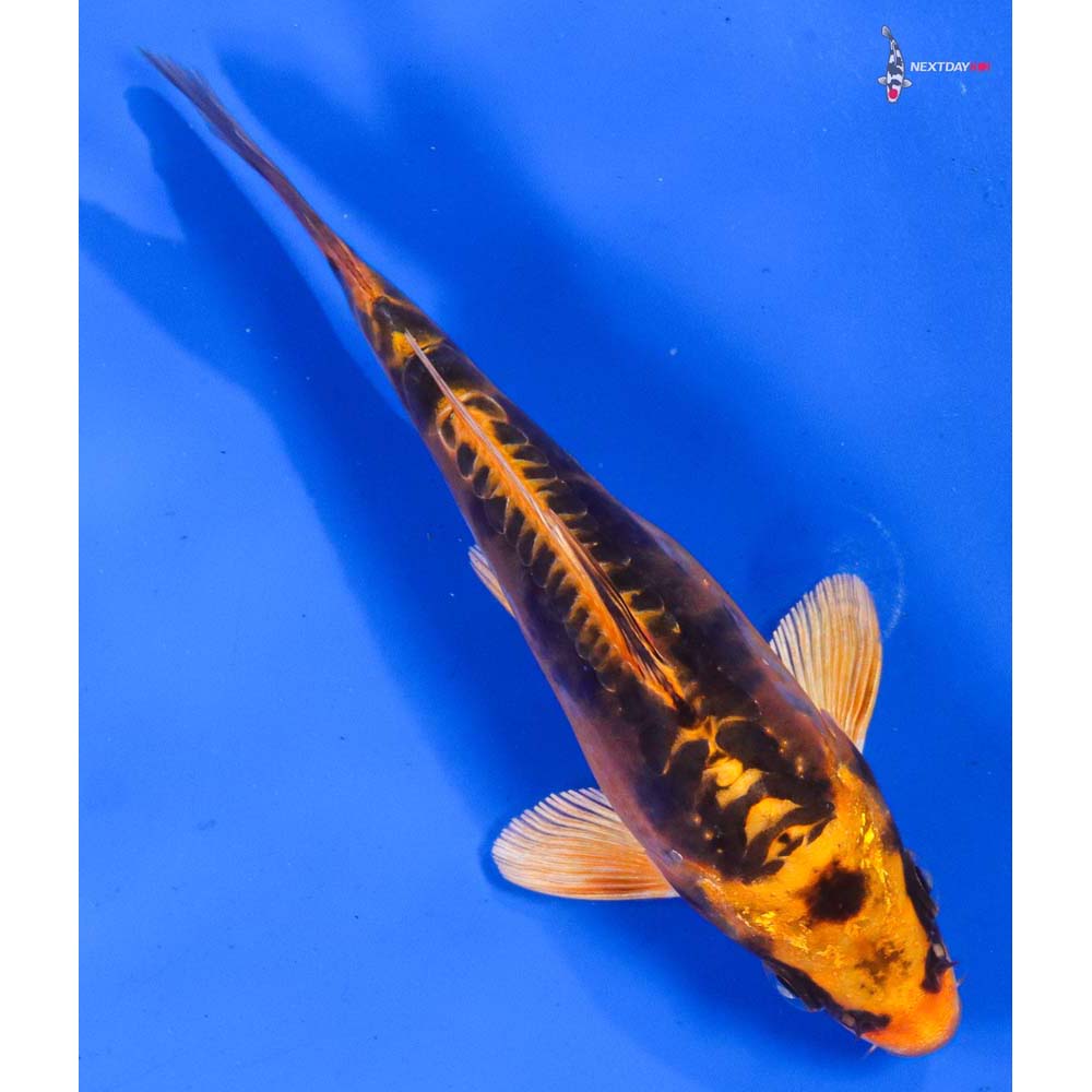 5.5” Imported Doitsu Orenji Matsuba