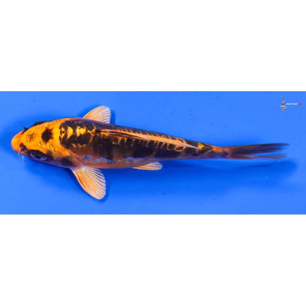 5.5” Imported Doitsu Orenji Matsuba
