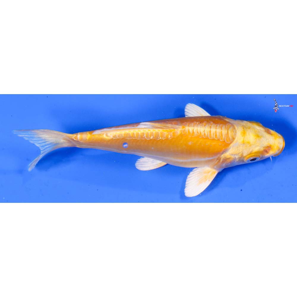 5” Imported Doitsu Yamabuki Ogon