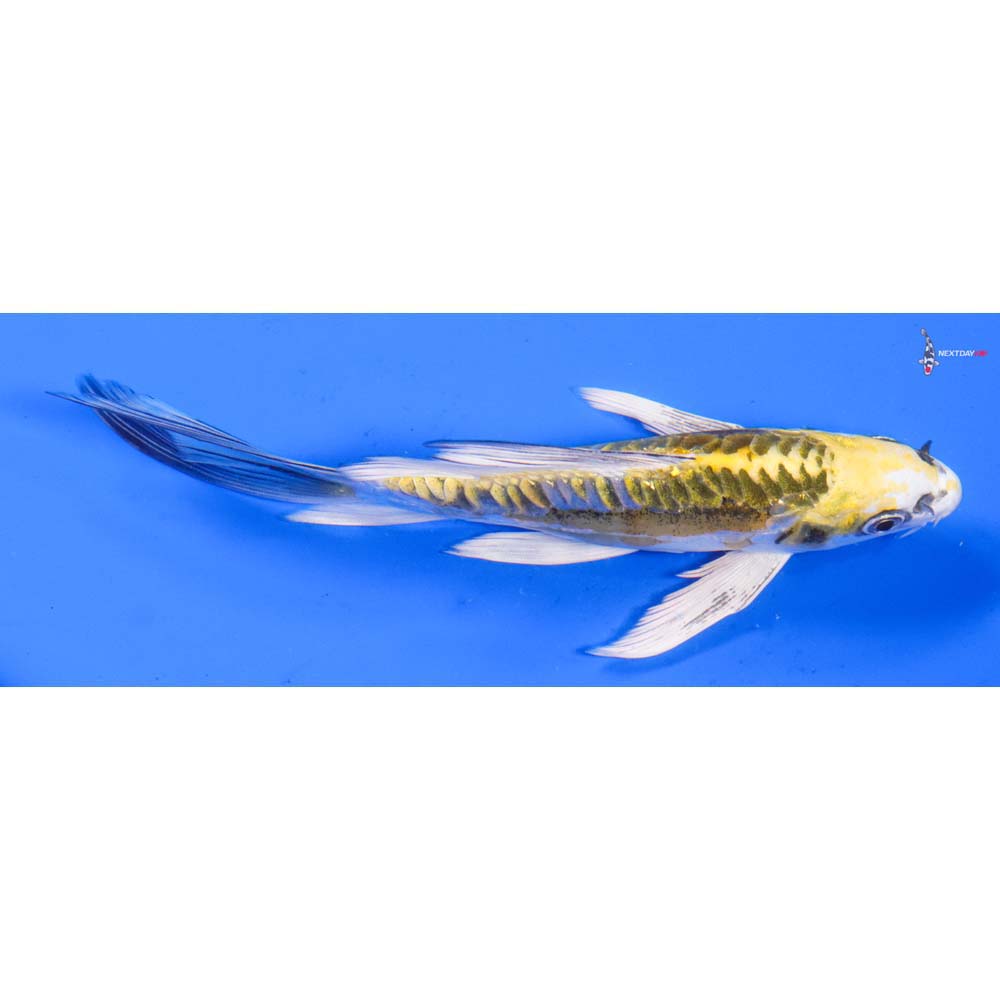 6” Imported Doitsu Kujaku Butterfly Koi