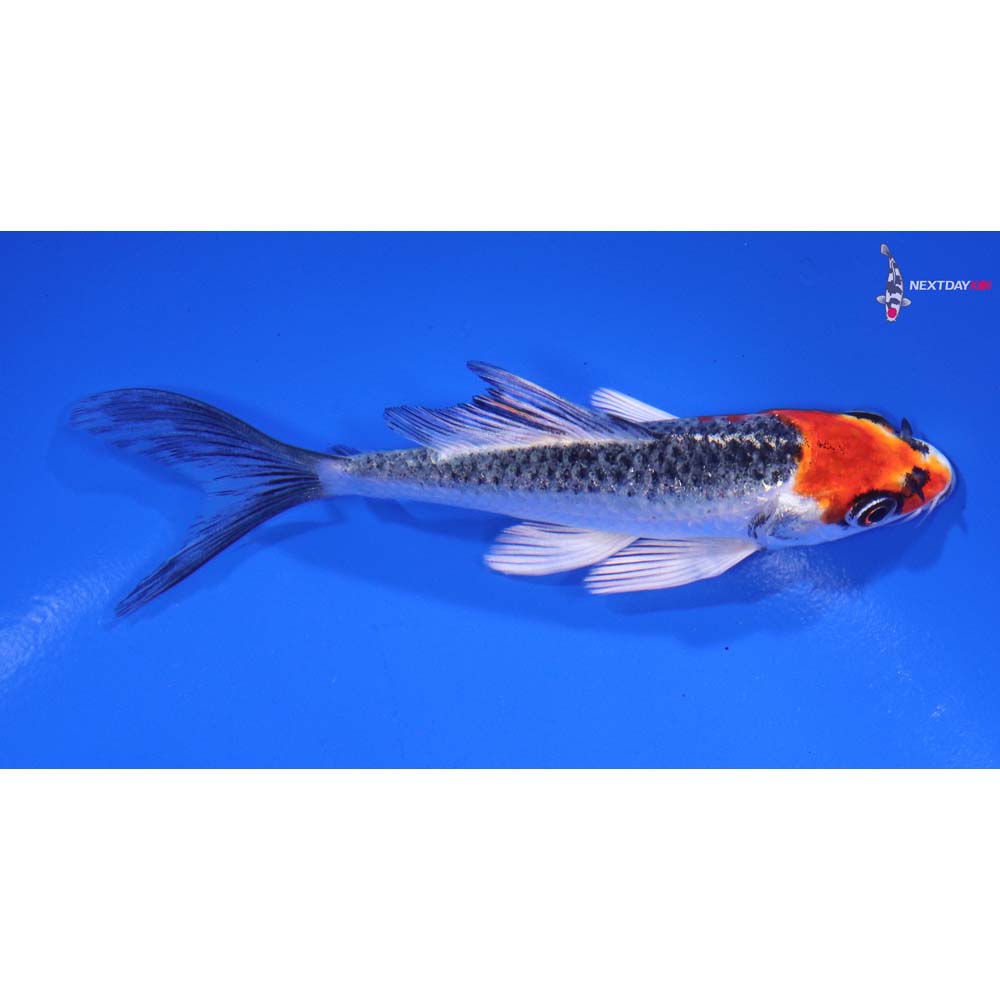 4” Imported Kujaku Butterfly Koi