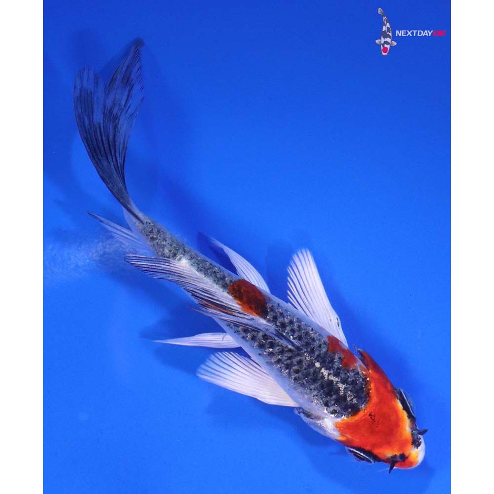 4” Imported Kujaku Butterfly Koi