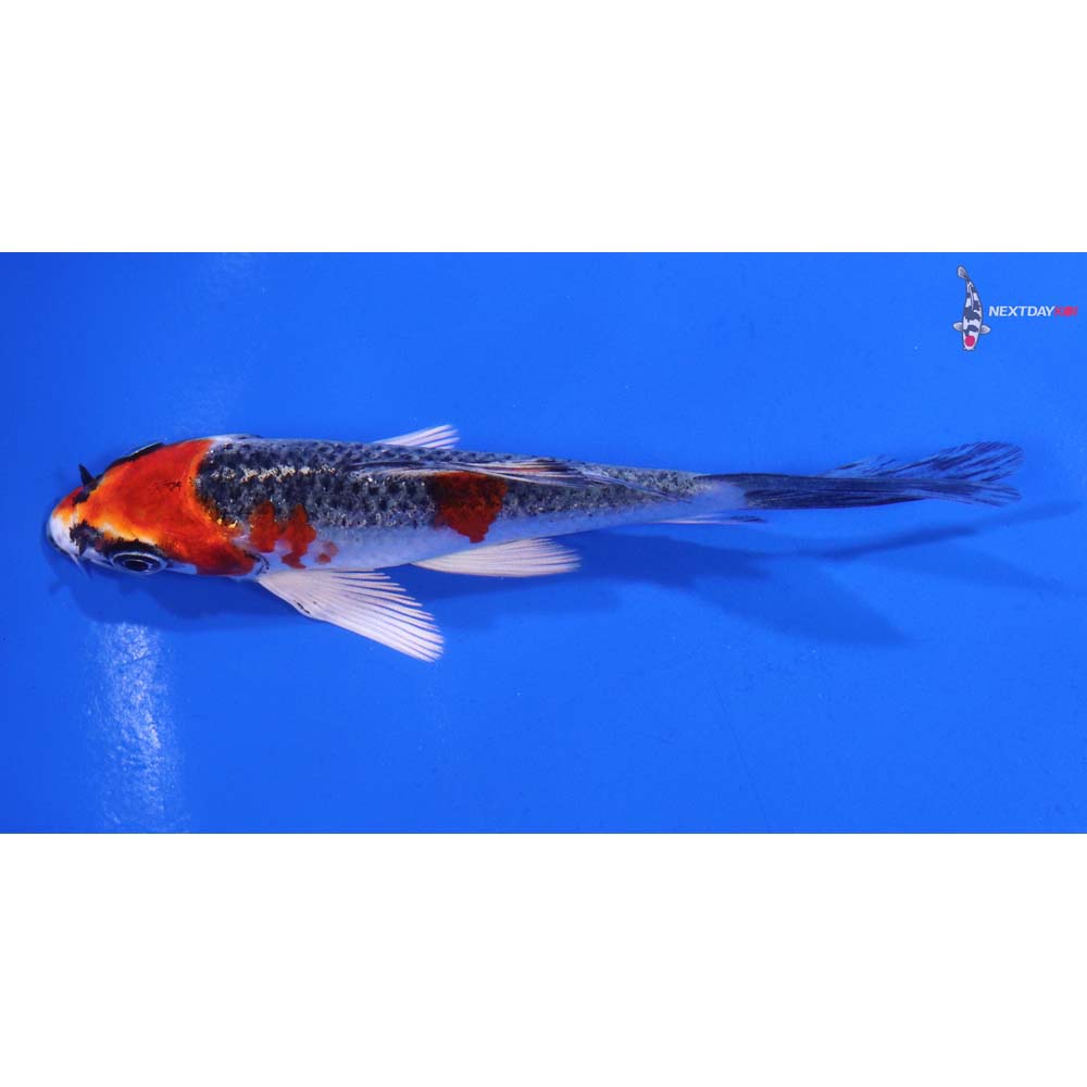 4” Imported Kujaku Butterfly Koi