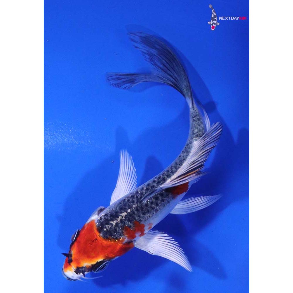 4” Imported Kujaku Butterfly Koi
