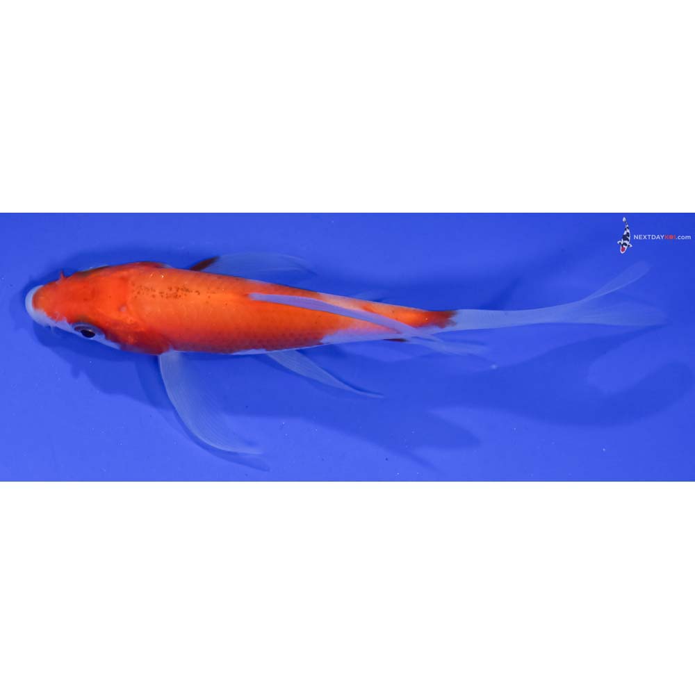 4.5” Imported Kohaku Butterfly Koi