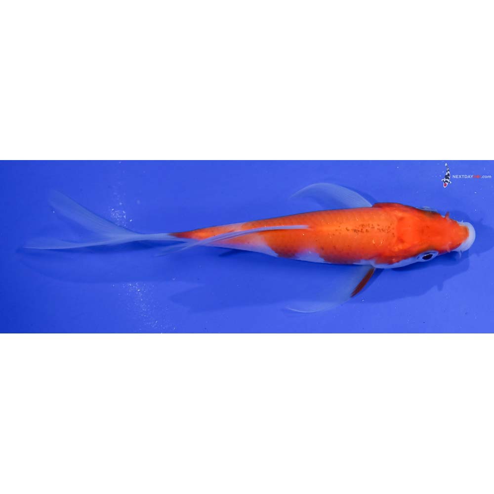 4.5” Imported Kohaku Butterfly Koi