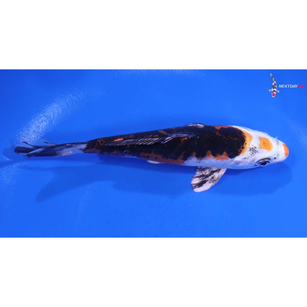 4.5” Imported Yamato Nishiki